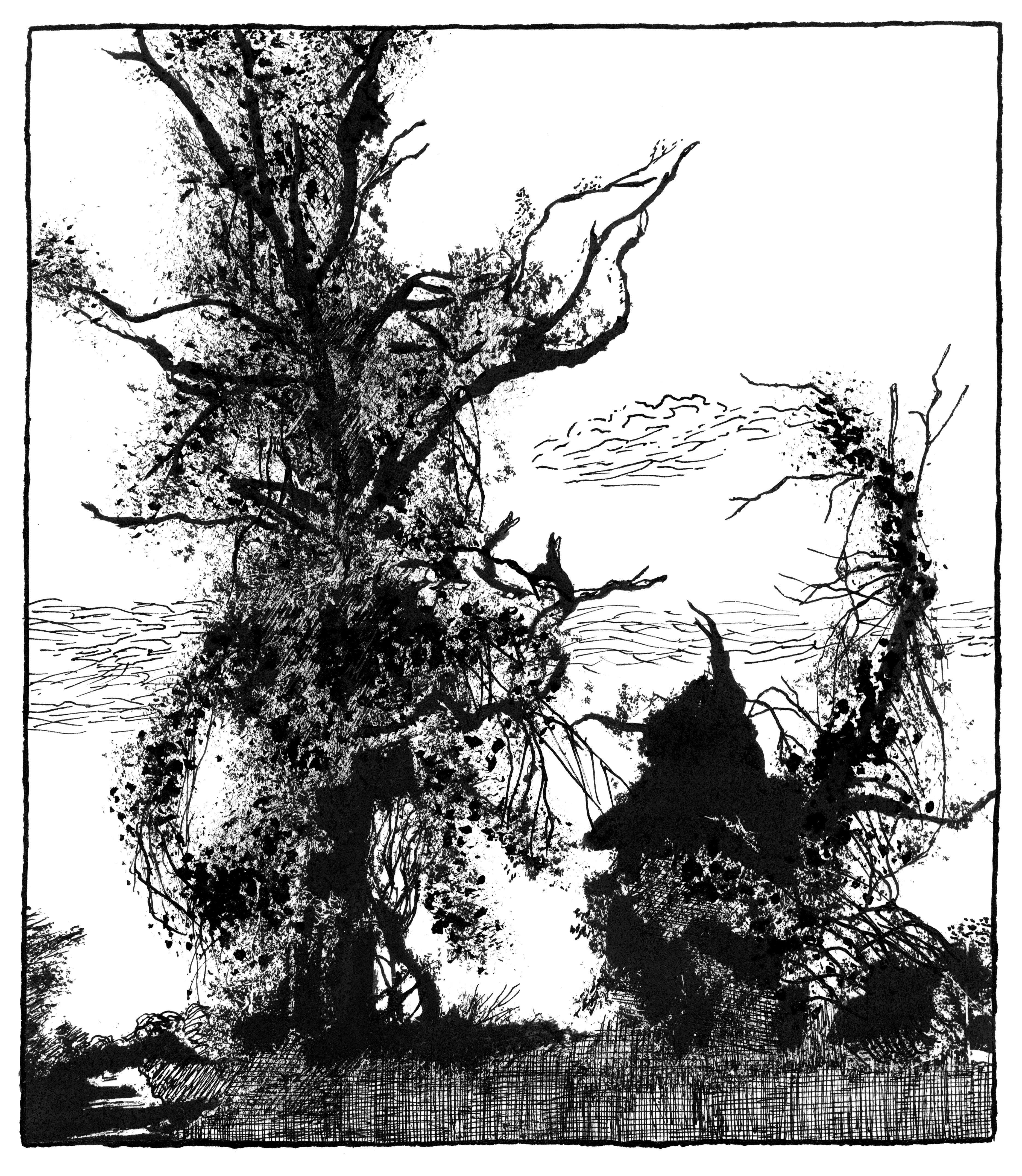 Pg 013 - arbres foudre2