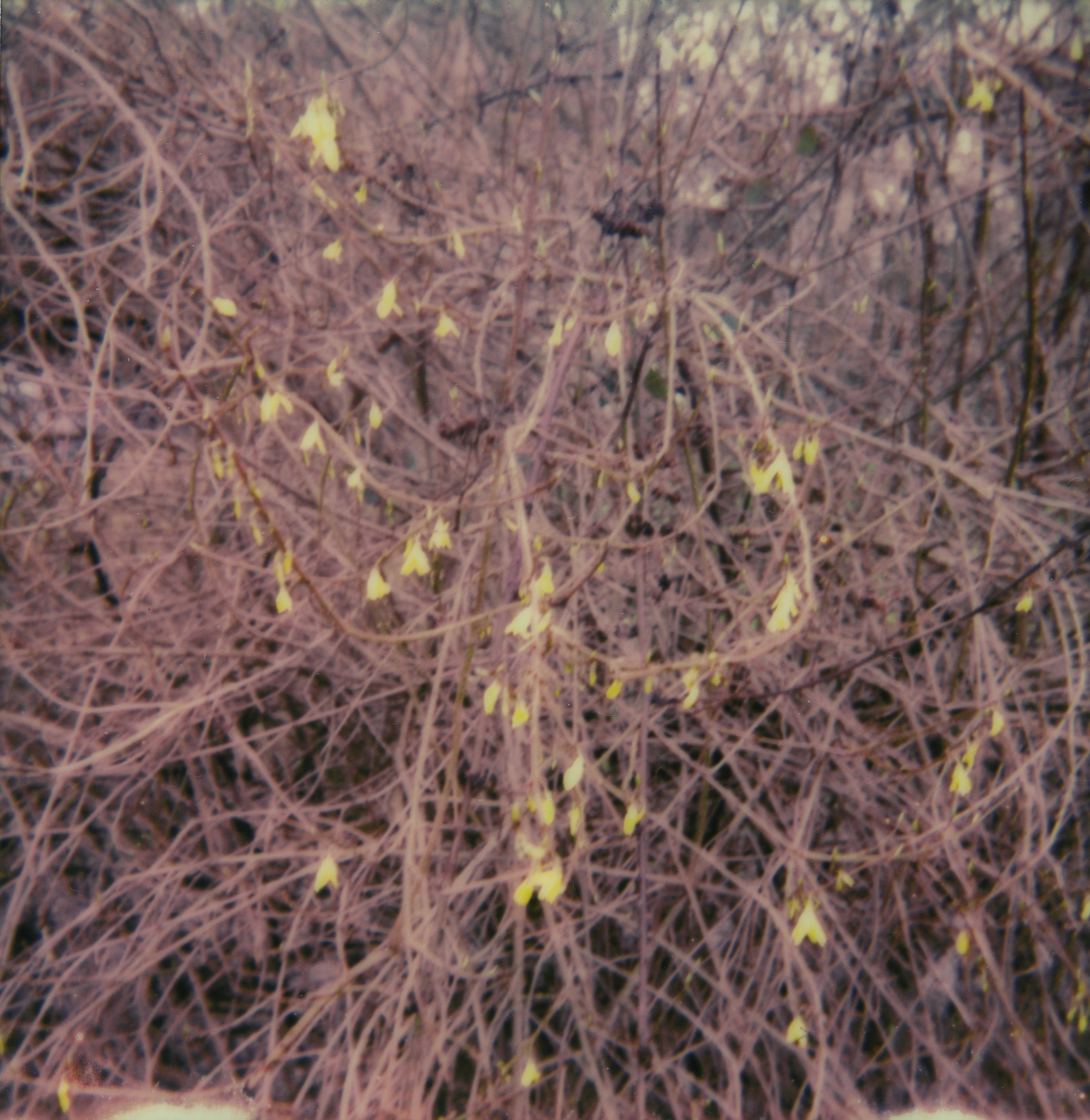 ROBIN_NISSEN_CHRYSALIDE_22