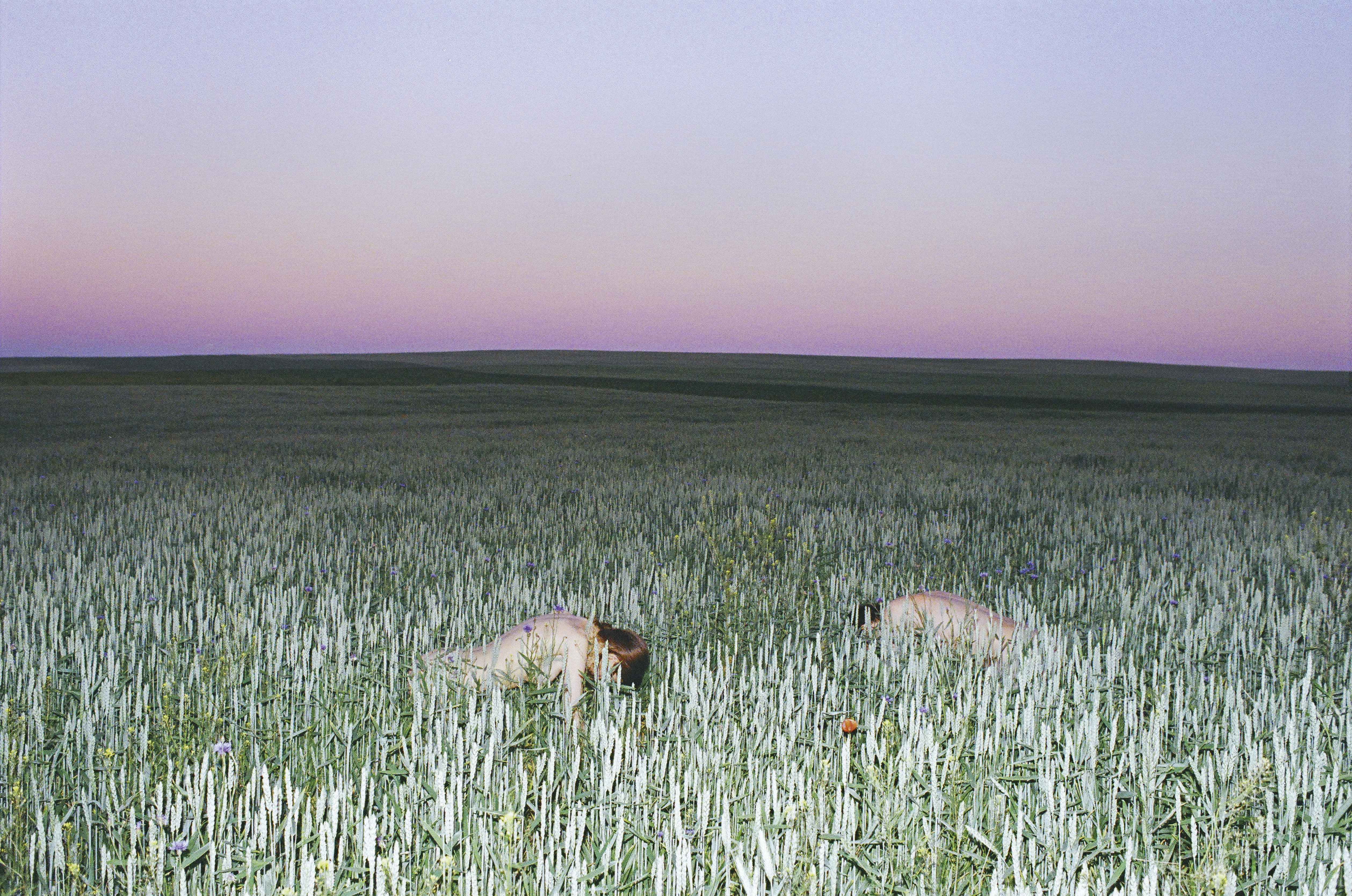 Synchrodogs_Slightly_Altered_75_synchrodogs