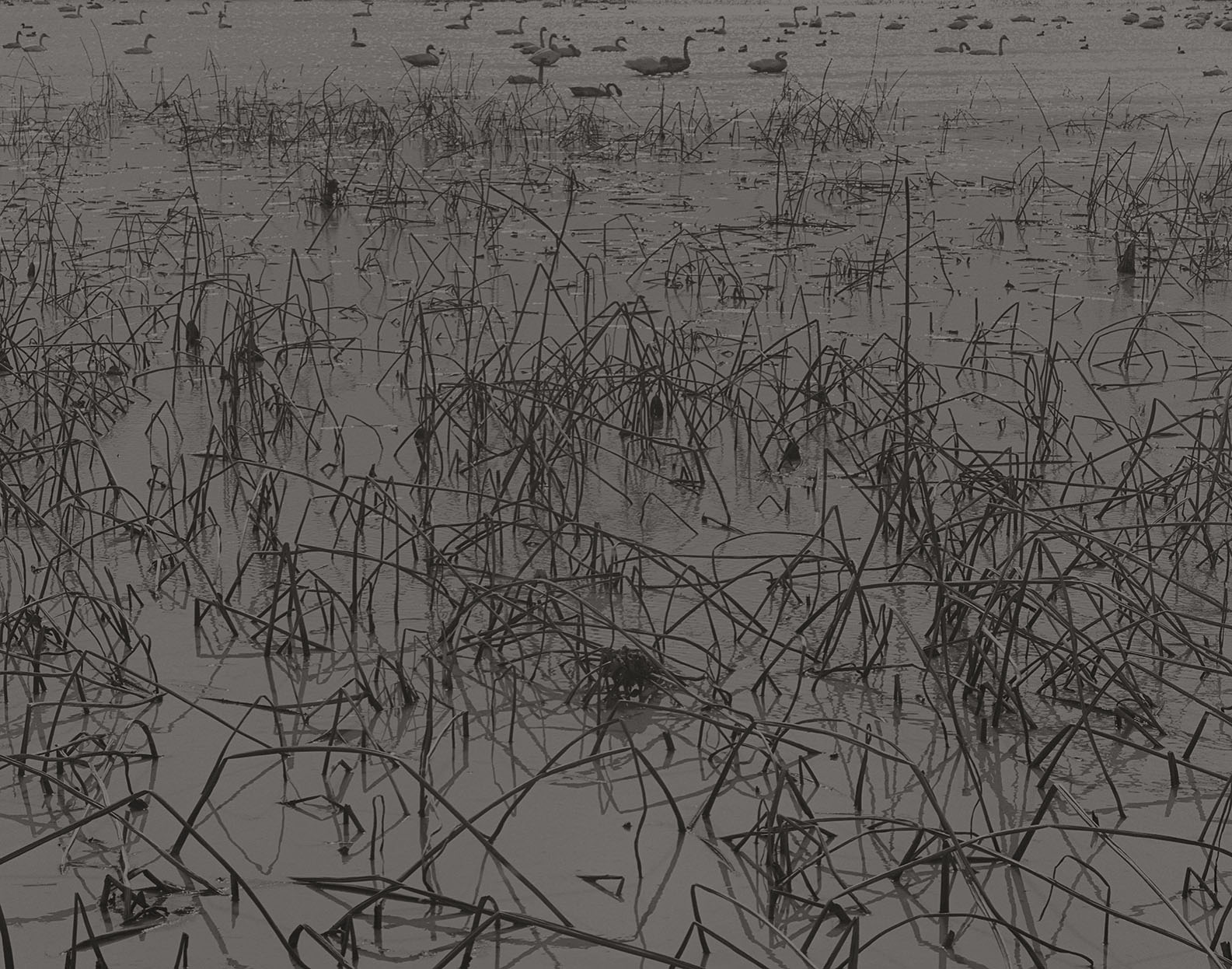 4_tb171, bhm2020, gelatin silver print 2020