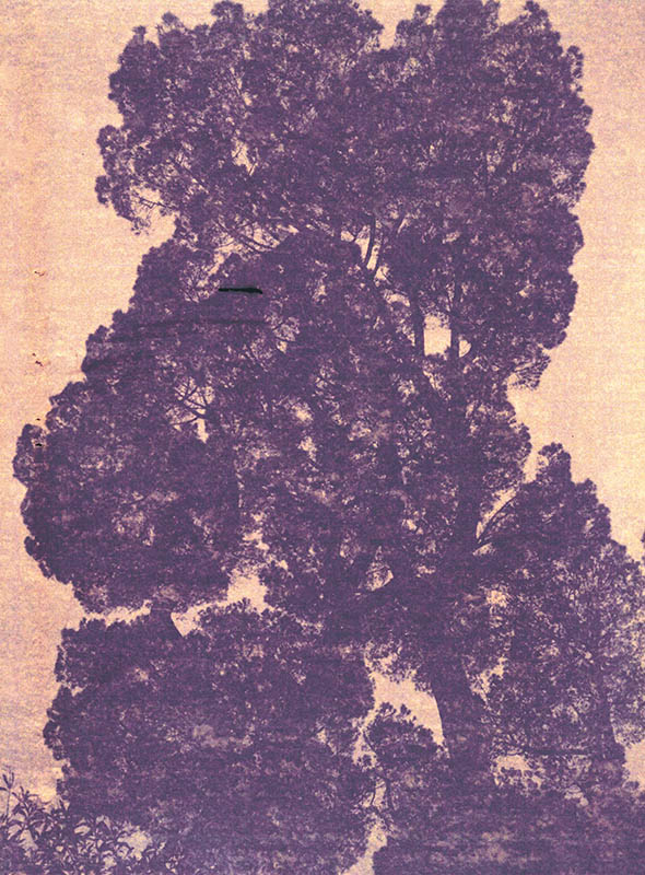 arbre couleur inverse