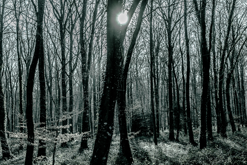 arbre et point blanc 2