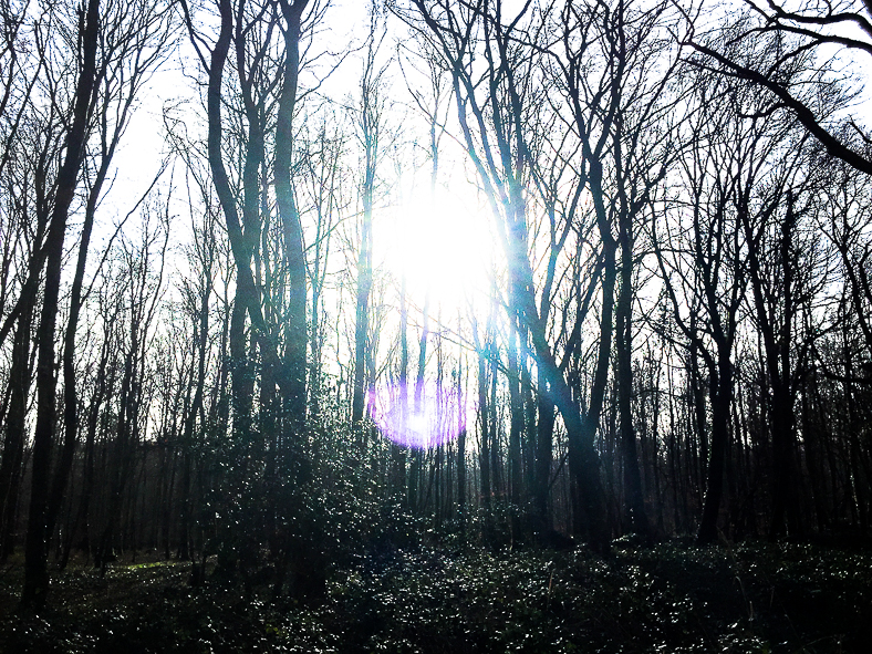 arbre et point violet