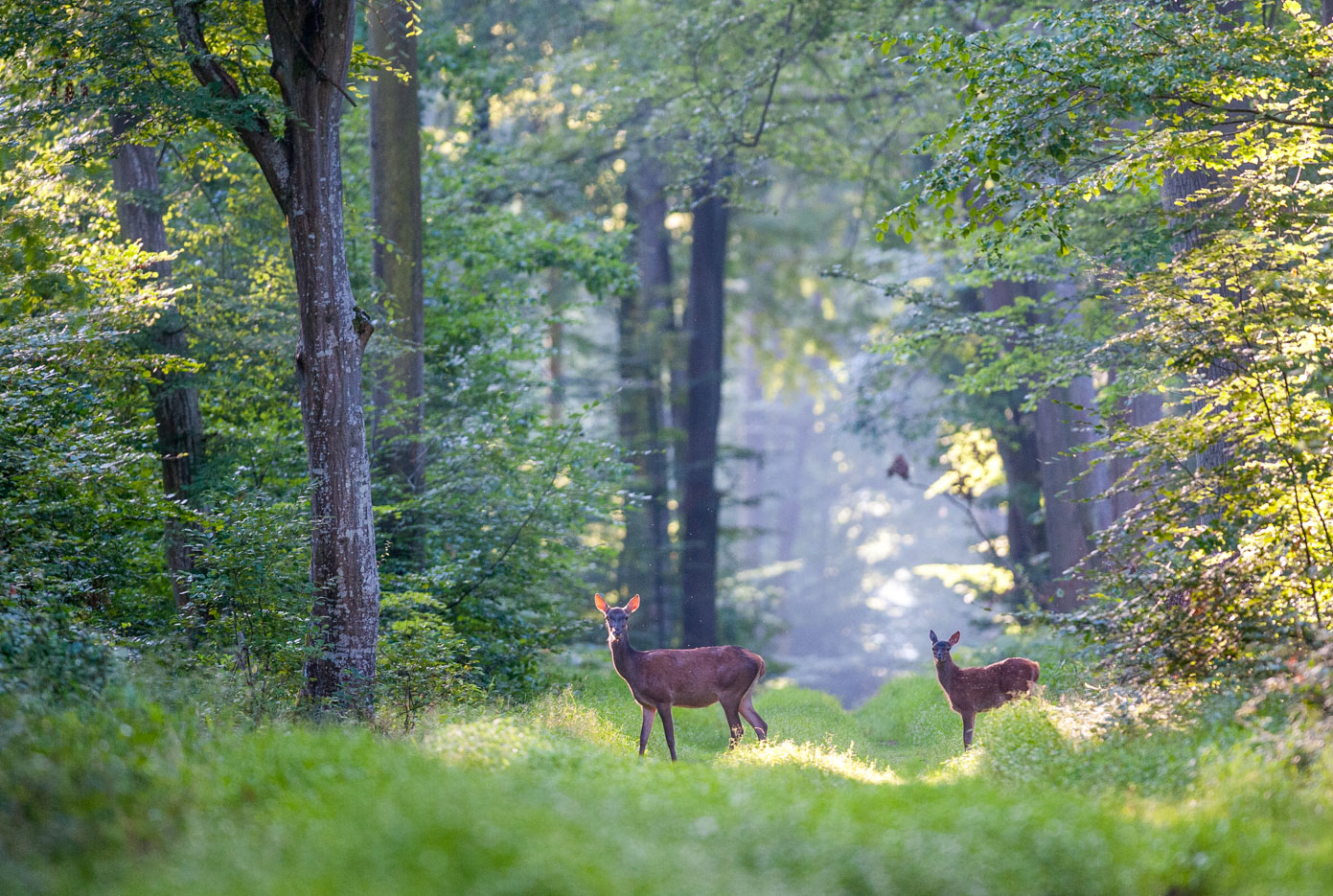 Route du Pont de Palesne