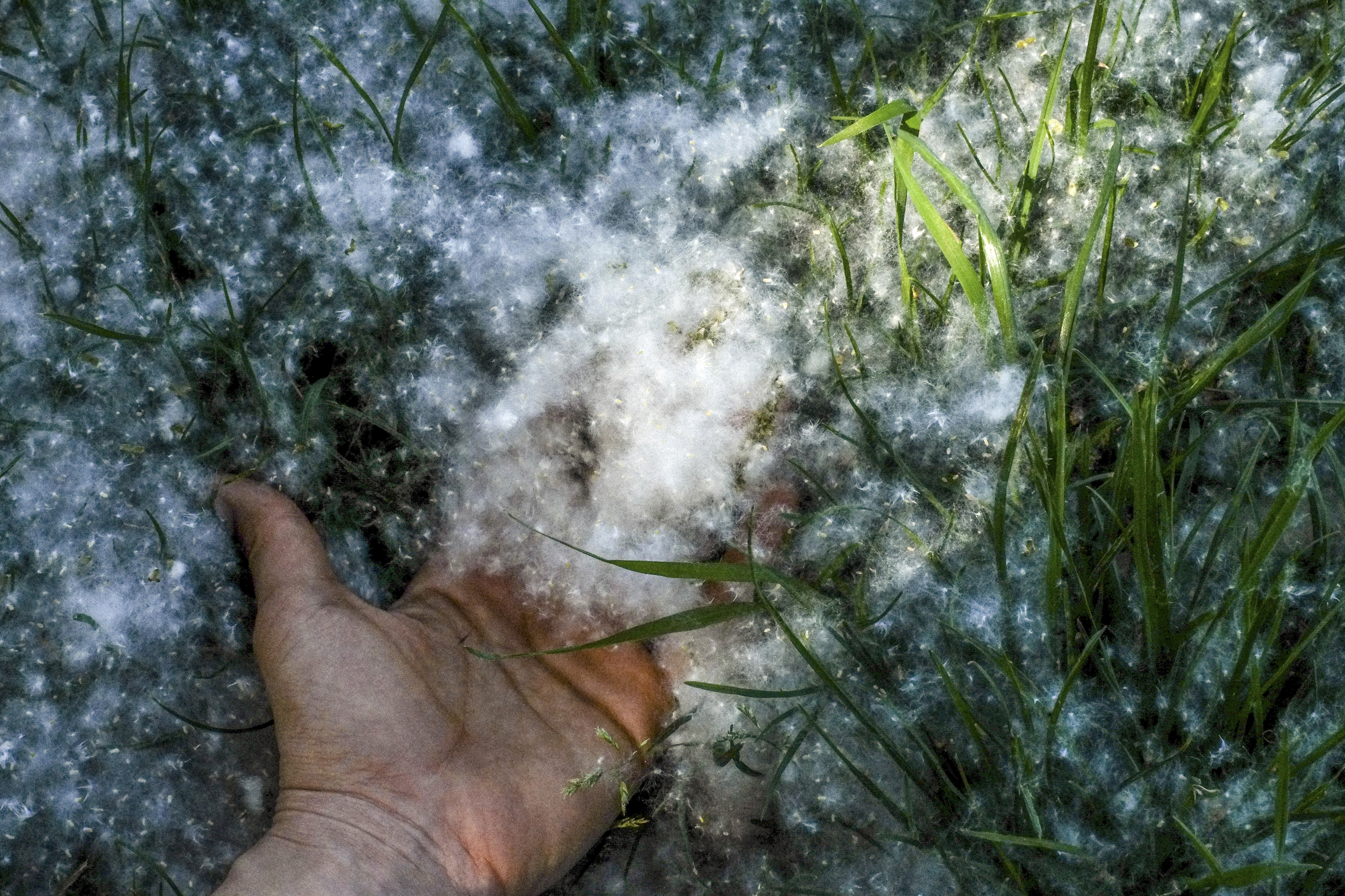 Neige d'été, la Guiramane, Trets