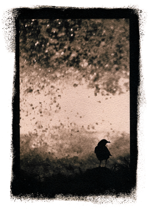 Cincle plongeur (Jura)