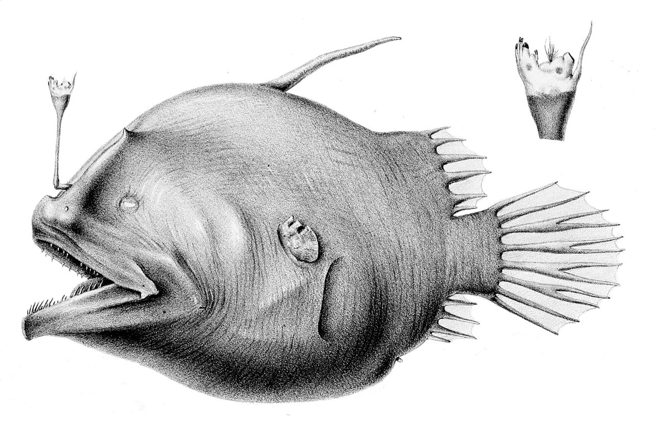 1280px-Oneirodes_eschrichtii