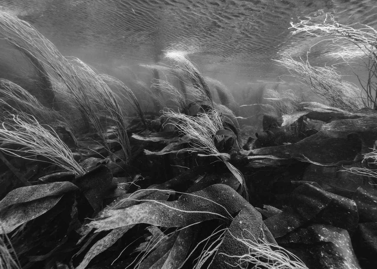 Nicolas Floc'h, paysages productifs, Initium Maris, Aber Wrac'h, 2019-6416