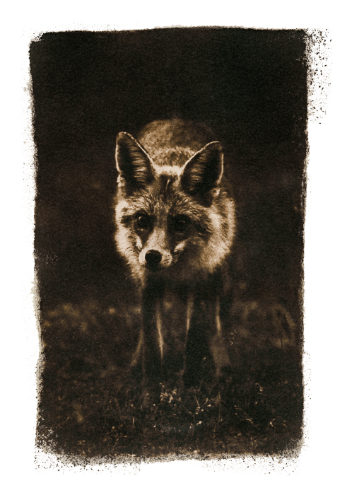 Renard_Verdon_cyano_thé_001-Modifier_©_David Tatin