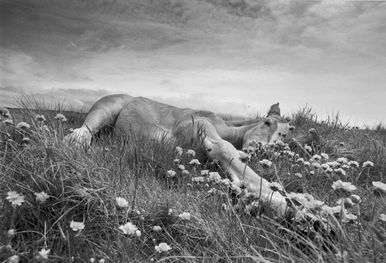 1996-05-Chevaux du bout du monde-9