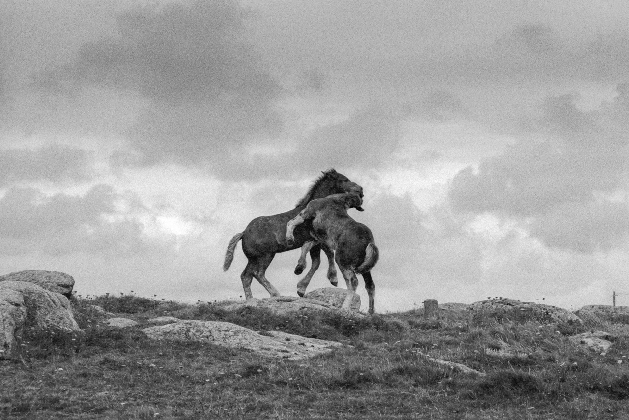 Chevaux du bout du monde-74