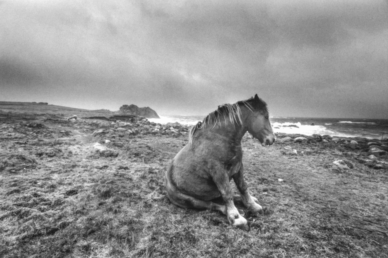 Chevaux du bout du monde