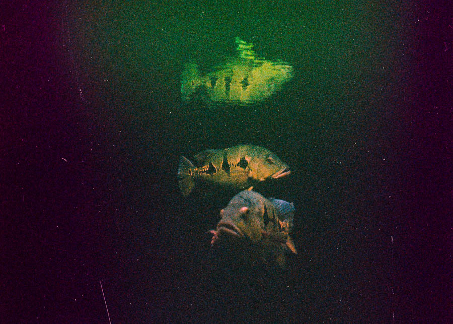 gael_bonnefon_meme_soleil-49