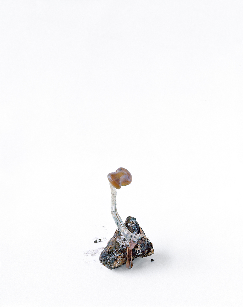psilocybe cyanescens