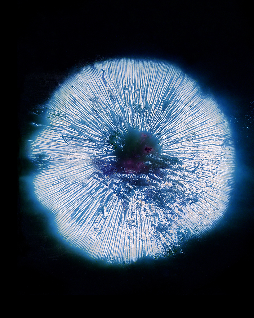 spore print Blue