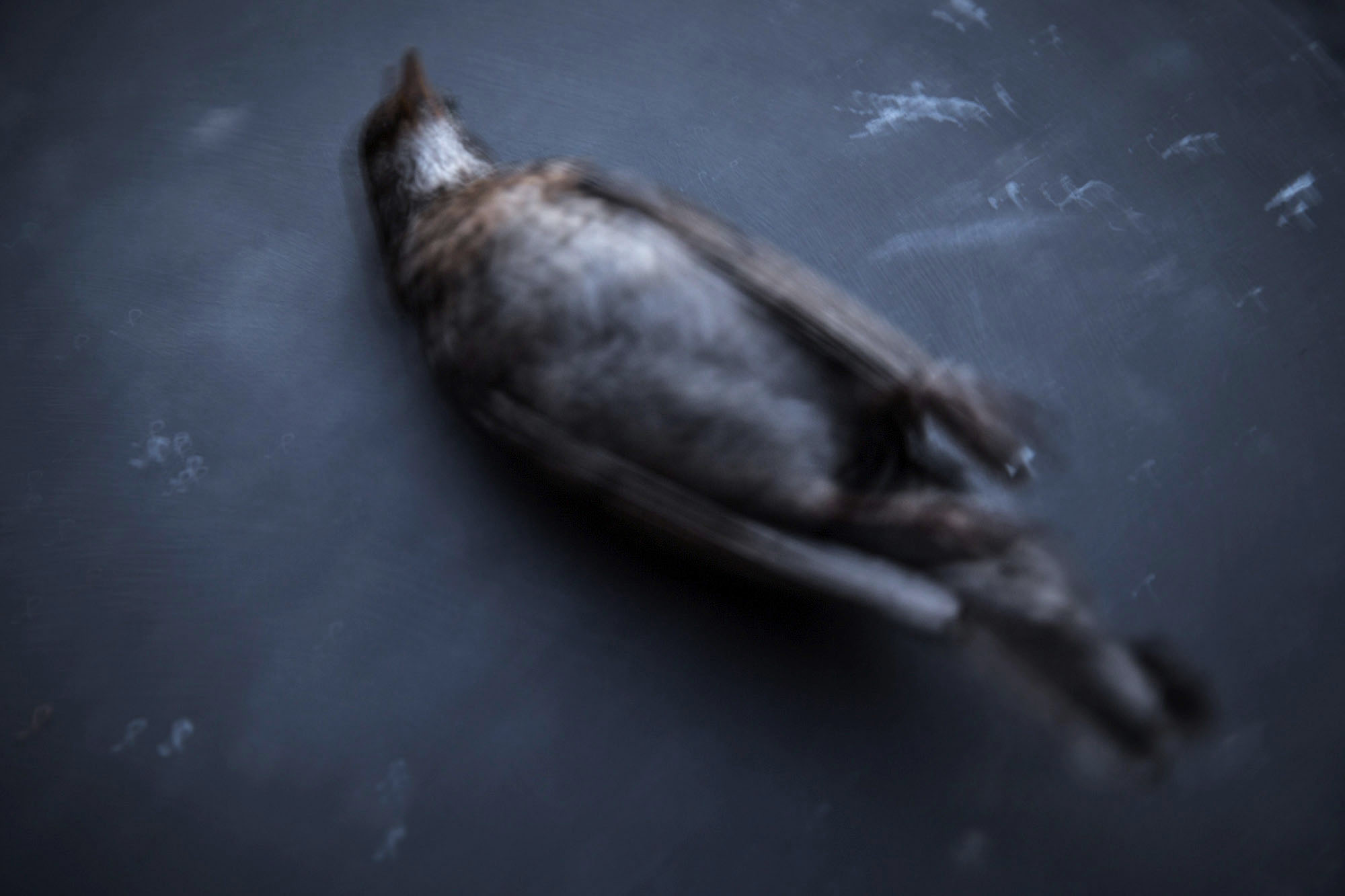 Anne-Sophie Costenoble 007