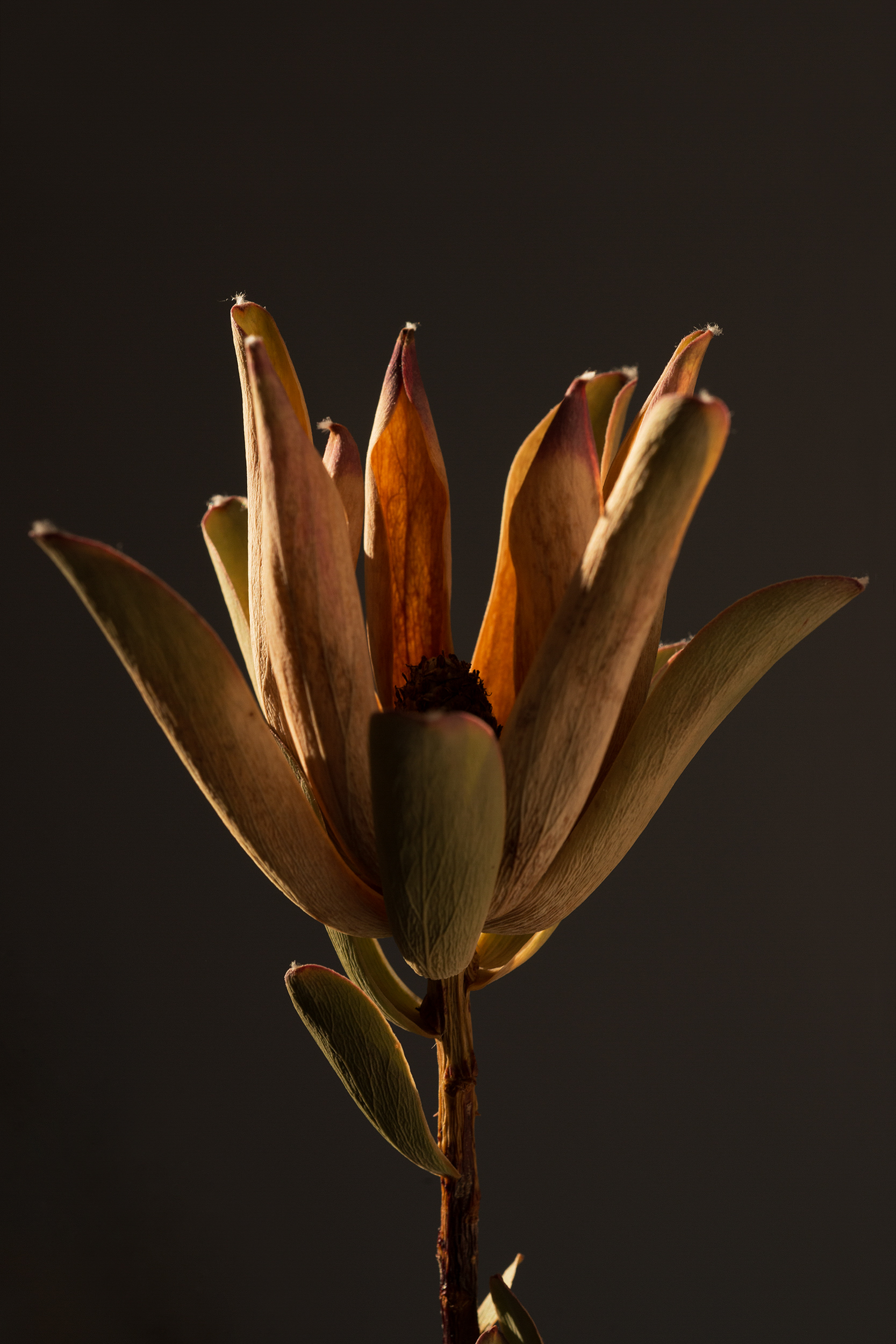 RosaCanina_MathildaOlmi_45_web